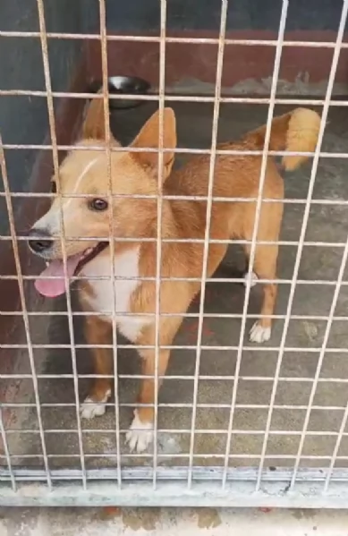 Mambo Giovane Simil Volpino Tg Piccola | Foto 5