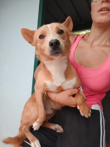 Mambo Giovane Simil Volpino di SOLI 11 Kg Cerca Famiglia | Foto 4