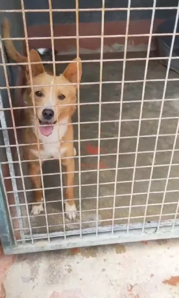 Mambo Giovane Simil Volpino Tg Piccola | Foto 2