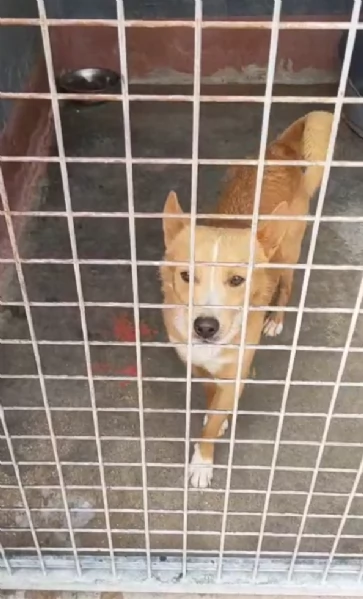 Mambo Giovane Simil Volpino Tg Piccola | Foto 1