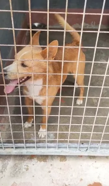 Mambo Giovane Simil Volpino Tg Piccola | Foto 0