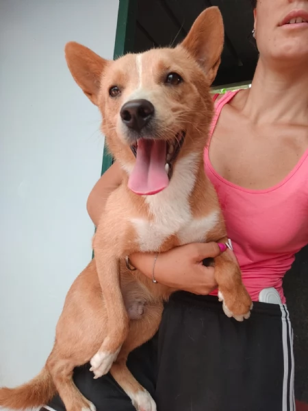 Mambo Giovane Simil Volpino di SOLI 11 Kg Cerca Famiglia | Foto 0