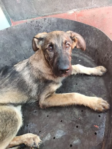 Elsa Splendida Cucciola Simil Pastore In Canile