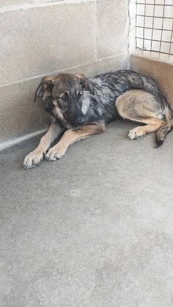 Elsa Splendida Cucciola Simil Pastore In Canile | Foto 4