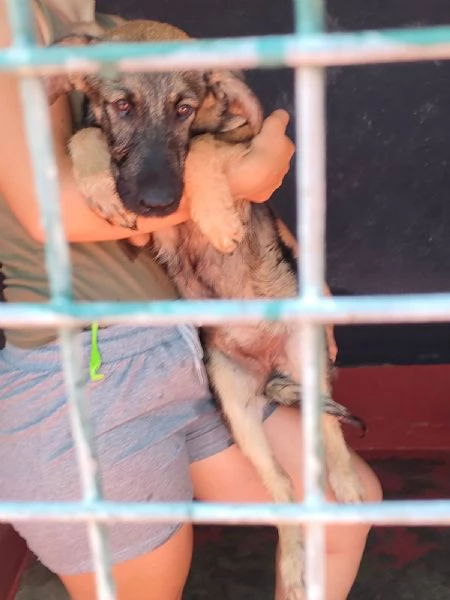 Elsa Splendida Cucciola Simil Pastore In Canile | Foto 3