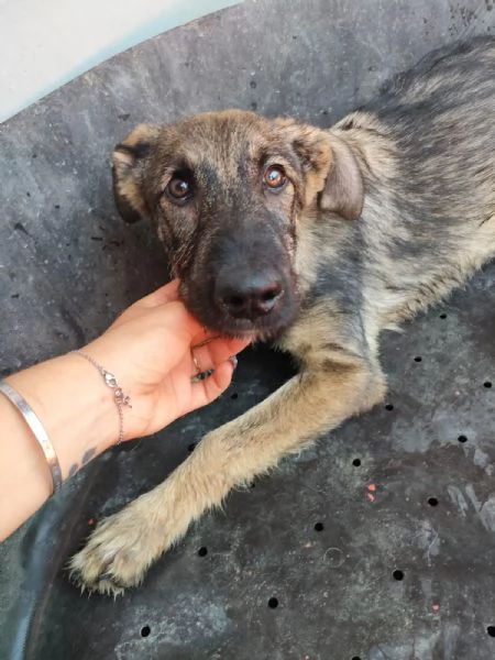 Elsa Splendida Cucciola Simil Pastore In Canile | Foto 2