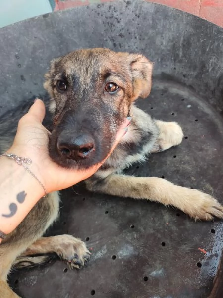 Elsa Splendida Cucciola Simil Pastore In Canile | Foto 1