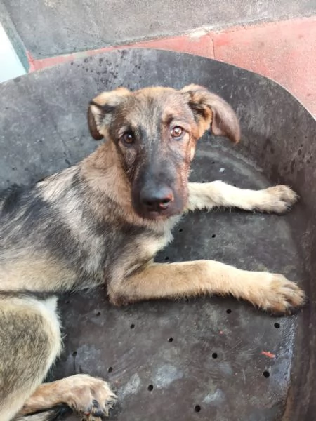 Elsa Splendida Cucciola Simil Pastore In Canile | Foto 3