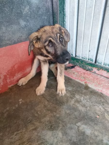 Elsa Splendida Cucciola Simil Pastore In Canile | Foto 0
