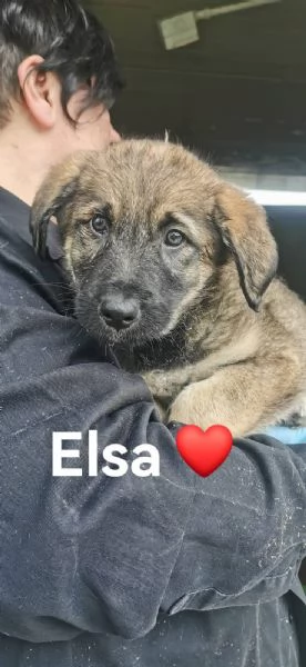 Elsa Splendida Cucciola Simil Pastore In Canile | Foto 1