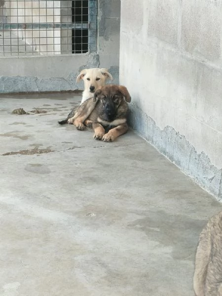 Elsa Splendida Cucciola Simil Pastore In Canile | Foto 0