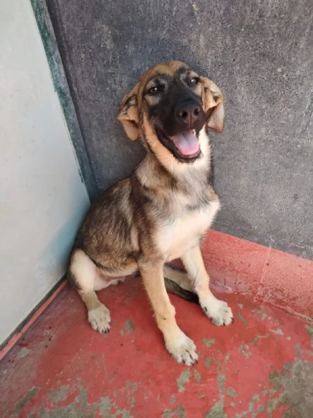Dante Dolce Cucciolo Simil Pastore In Canile 