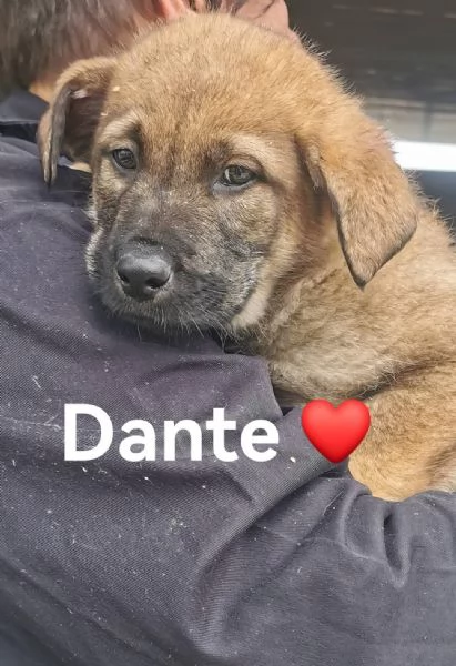Dante Dolce Cucciolo Simil Pastore In Canile  | Foto 5
