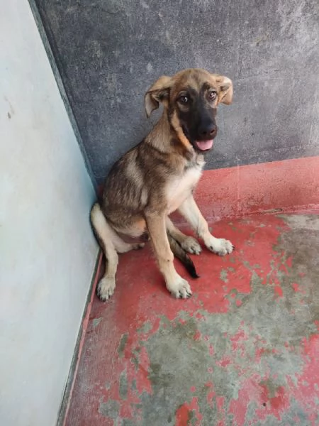 Dante Dolce Cucciolo Simil Pastore In Canile  | Foto 4
