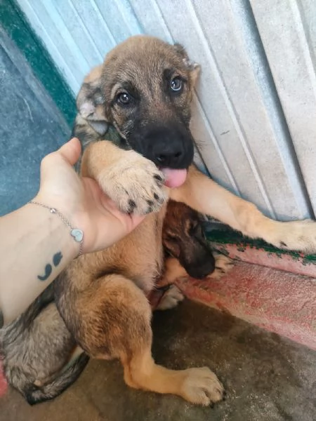 Dante Dolce Cucciolo Simil Pastore In Canile  | Foto 3