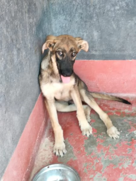 Dante Dolce Cucciolo Simil Pastore In Canile  | Foto 1