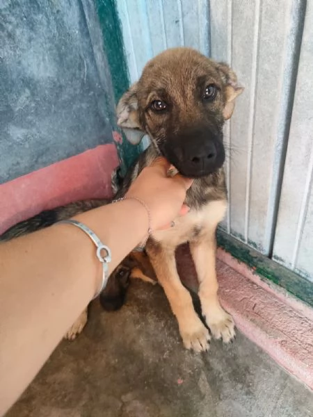 Dante Dolce Cucciolo Simil Pastore In Canile  | Foto 0