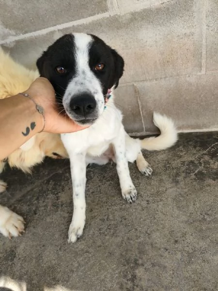 Matilde Dolce Cucciola Bianco Nera In Canile  | Foto 6