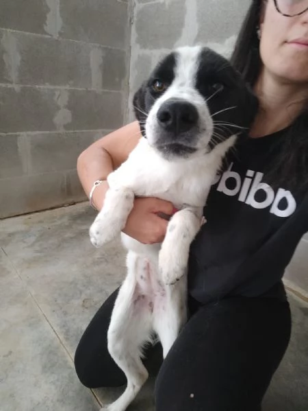 Matilde Dolce Cucciola Bianco Nera In Canile  | Foto 5