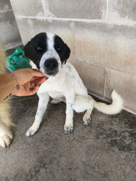 Matilde Dolce Cucciola Bianco Nera In Canile  | Foto 4