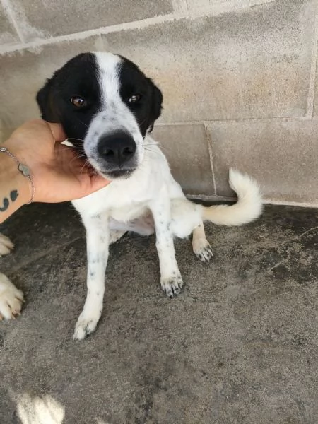 Matilde Dolce Cucciola Bianco Nera In Canile  | Foto 3