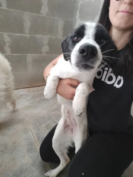 Matilde Dolce Cucciola Bianco Nera In Canile  | Foto 2