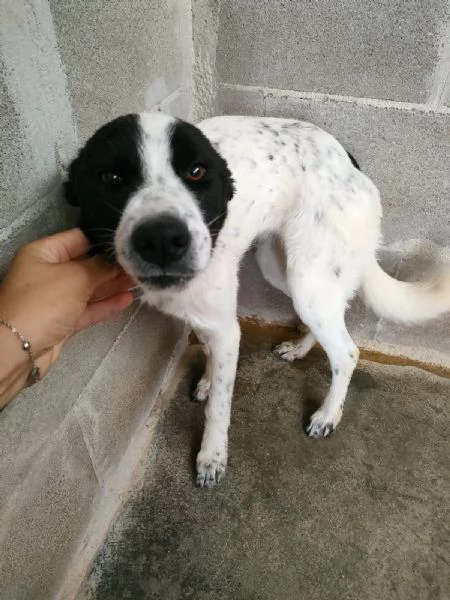 Matilde Dolce Cucciola Bianco Nera In Canile  | Foto 1