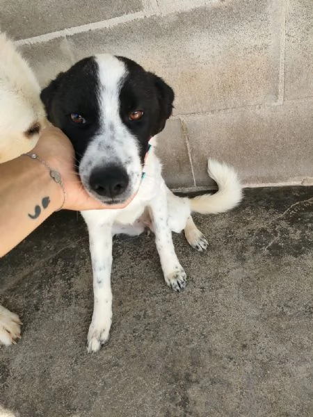 Matilde Dolce Cucciola Bianco Nera In Canile  | Foto 0