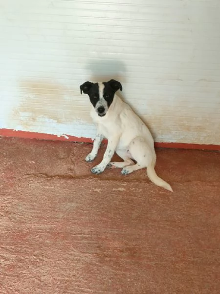 Matilde Dolce Cucciola Bianco Nera In Canile  | Foto 1