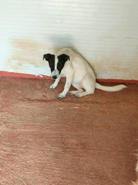 Matilde Dolce Cucciola Bianco Nera In Canile  | Foto 0