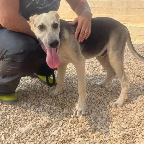 Pierino Meraviglioso Dolce Cucciolo In Canile 