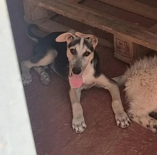 Pierino Meraviglioso Dolce Cucciolo In Canile  | Foto 6