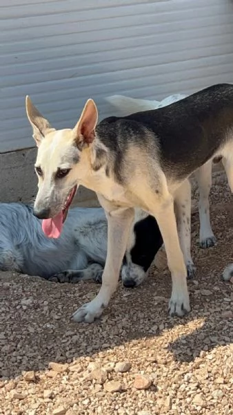 PIERINO UNA VITA DIETRO LE SBARRE SOGNA LA LIBERTagrave   | Foto 4