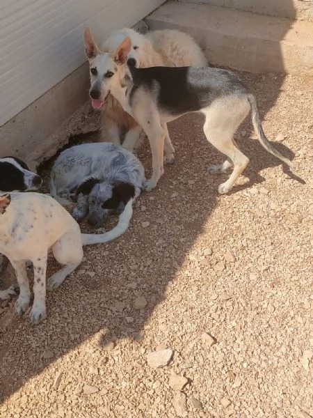 PIERINO UNA VITA DIETRO LE SBARRE SOGNA LA LIBERTagrave   | Foto 3