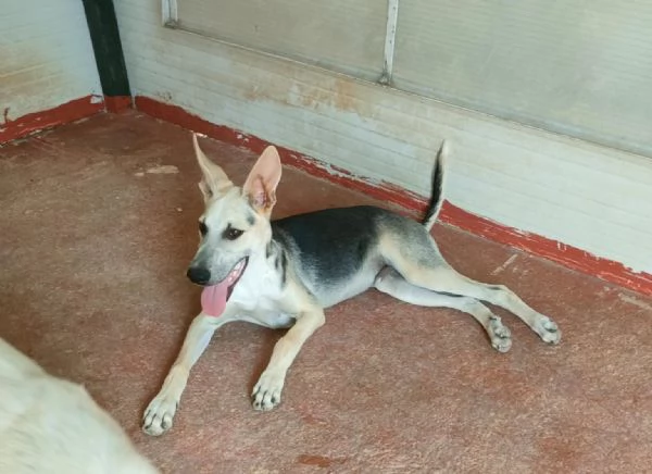 Pierino Meraviglioso Dolce Cucciolo In Canile  | Foto 3