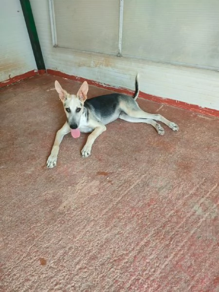 Pierino Meraviglioso Dolce Cucciolo In Canile  | Foto 2