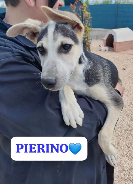 PIERINO UNA VITA DIETRO LE SBARRE SOGNA LA LIBERTagrave   | Foto 0