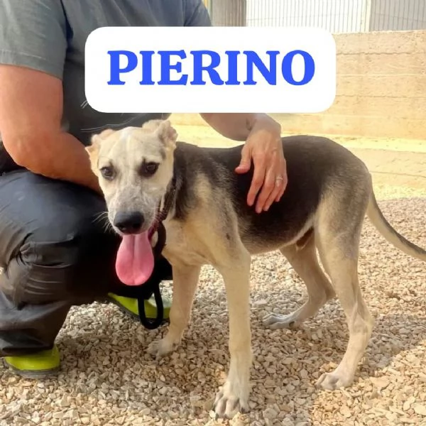 Pierino Meraviglioso Dolce Cucciolo In Canile  | Foto 1