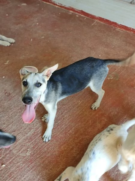 Pierino Meraviglioso Dolce Cucciolo In Canile  | Foto 0