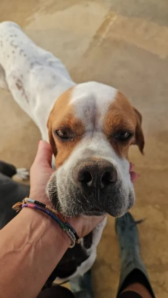 Mais Dolcissimo Giovane Pointer Cerca Famiglia 
