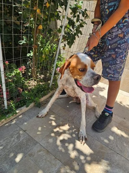 Mais Dolce Cucciolotto Pointer Cerca Famiglia 