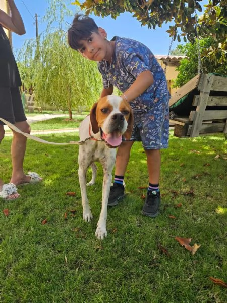 Mais Dolcissimo Giovane Pointer Cerca Famiglia  | Foto 5