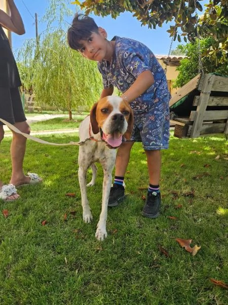 Mais Dolce Cucciolotto Pointer Cerca Famiglia  | Foto 6
