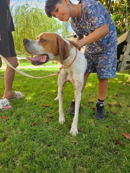 Mais Dolcissimo Giovane Pointer Cerca Famiglia  | Foto 3