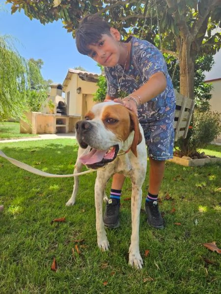 Mais Dolce Cucciolotto Pointer Cerca Famiglia  | Foto 5