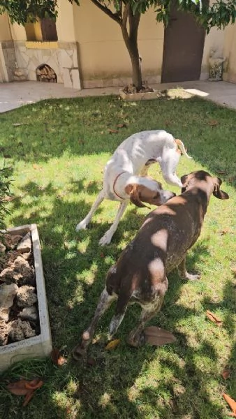 Mais Dolce Cucciolotto Pointer Cerca Famiglia  | Foto 4