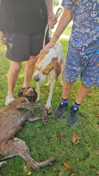 Mais Dolce Cucciolotto Pointer Cerca Famiglia  | Foto 3