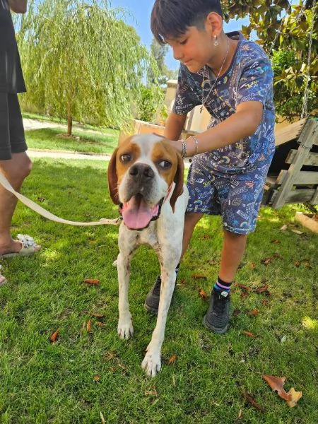 Mais Dolce Cucciolotto Pointer Cerca Famiglia  | Foto 2