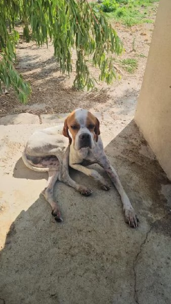 Mais Dolce Cucciolotto Pointer Cerca Famiglia  | Foto 1