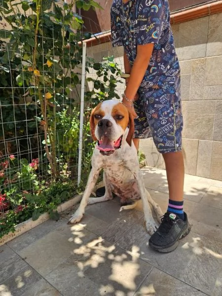 Mais Dolce Cucciolotto Pointer Cerca Famiglia  | Foto 0